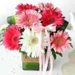 Gerbera